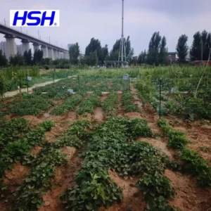 Trisodium Dicarboxymethyl Alaninate (MGDA-Na3) for fertilizer MGDA-Na3 (Trisodium Dicarboxymethyl Alaninate) for fertilizer and agricultural applications